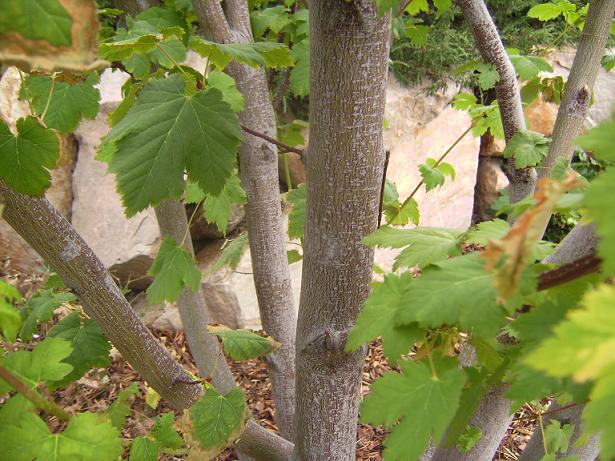 Rocky Mountain Maple Trunk